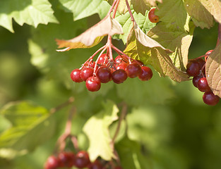 Image showing Viburnum branch