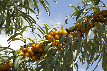 Image showing Branch of sea buckthorn berries