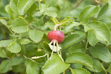 Image showing Fruits of rose hips (rosa canina)