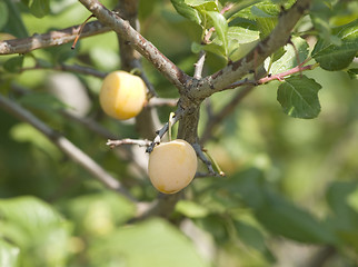 Image showing A bunch of ripe yellow plums on a tree