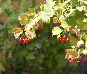 Image showing Viburnum branch