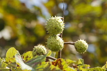 Image showing Green and thorny chestnut fruit on branch