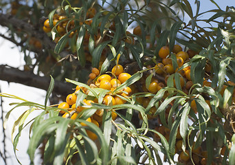 Image showing Branch of sea buckthorn berries