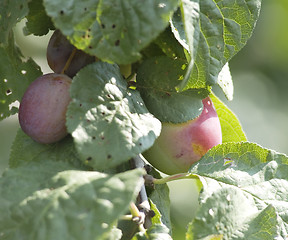 Image showing Prunus spinosa. Blackthorn. Sloe