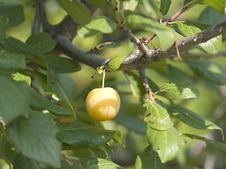 Image showing A bunch of ripe yellow plums on a tree