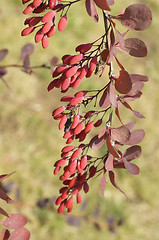 Image showing Yield of Barberry