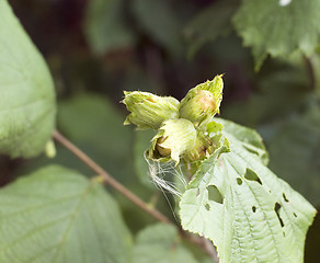 Image showing Green unripe hazelnuts on the tree