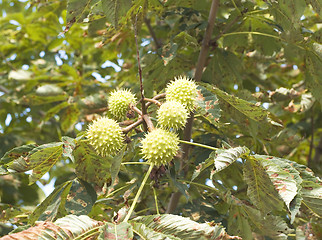 Image showing Green and thorny chestnut fruit on branch