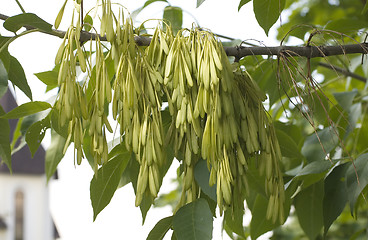 Image showing Seeds on a maple tree