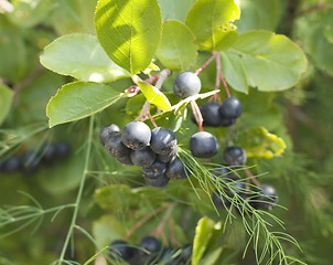 Image showing Aronia melanocarpa