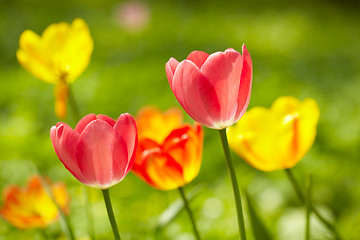 Image showing Tulips background