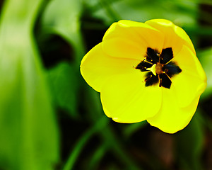 Image showing Yellow tulip