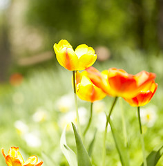 Image showing Yellow tulips, bokeh lights