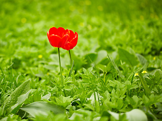 Image showing Red tulips, green grass