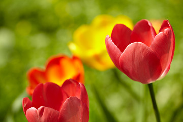 Image showing Tulips background