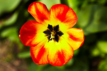 Image showing Red-yellow tulip