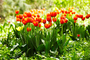 Image showing Red and yellow tulips