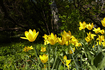 Image showing Yellow tulips