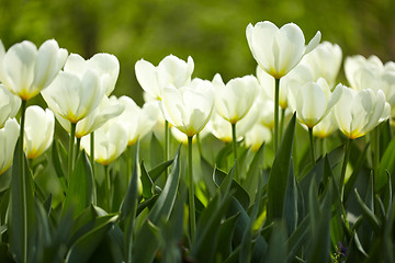 Image showing White tulips