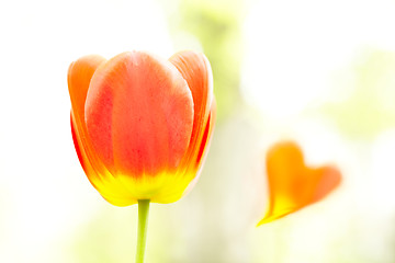 Image showing Tulip and heart