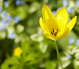 Image showing Yellow tulip