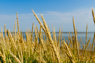 Image showing Tall grass on a sea shore
