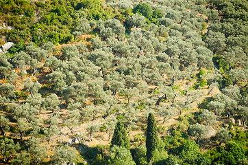 Image showing Olive grove