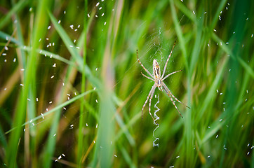 Image showing Spider in the grass
