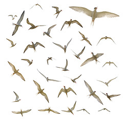 Image showing Many seagulls isolated