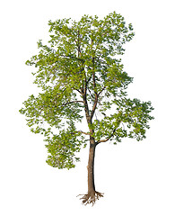 Image showing Tree with cut roots isolated