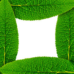 Image showing Frame made of green leaves