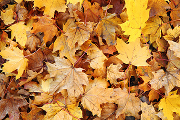 Image showing autumn leaves