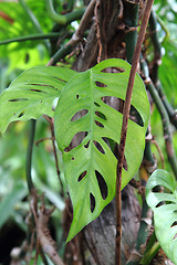 Image showing green leaf background