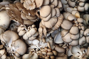 Image showing oyster mushrooms 