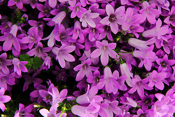 Image showing violet flowers 