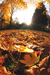 Image showing autumn leaves