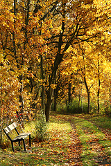 Image showing bench in the autumn park 