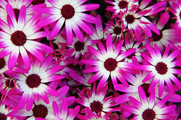 Image showing violet flowers 