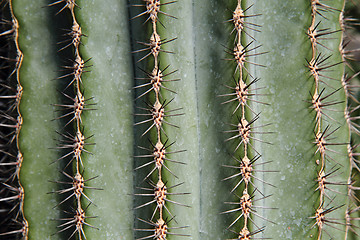 Image showing cactus background