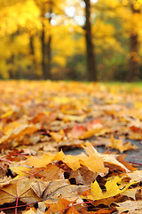 Image showing autumn leaves