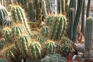 Image showing cactus background