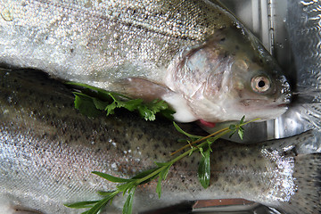 Image showing raw trout fish 