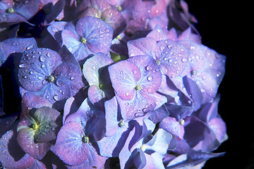 Image showing blue flowers with water drops