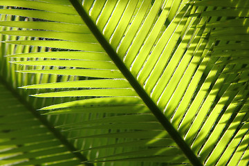 Image showing green leaf background