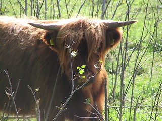 Image showing ox