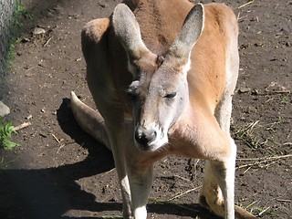 Image showing kangaroo