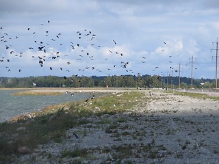 Image showing birds