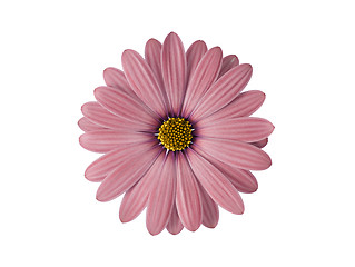 Image showing Pink flower isolated on white