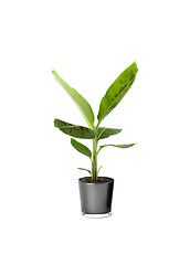 Image showing Ornamental Plants over white background