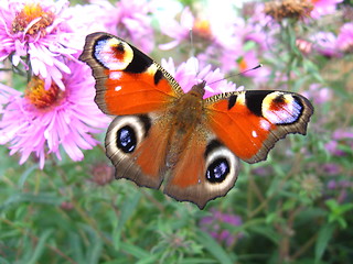 Image showing The peacock eye on the aster